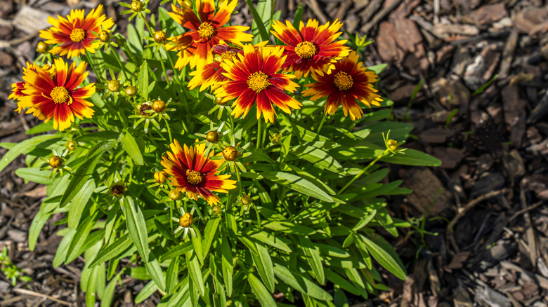 blooming coreopsis with yellow-orange blooms