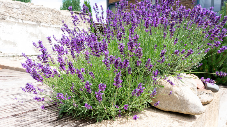 lavender plant growing near rocks