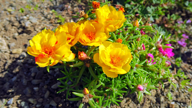 moss rose with yellow flowers