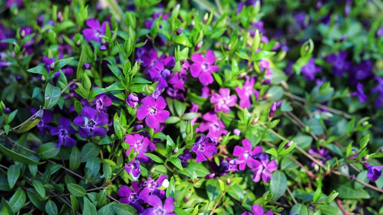 purple flowers on periwinkle mat