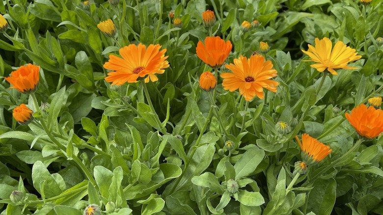 flowering orange pot marigold