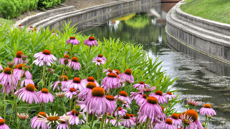 purple coneflowers near canal