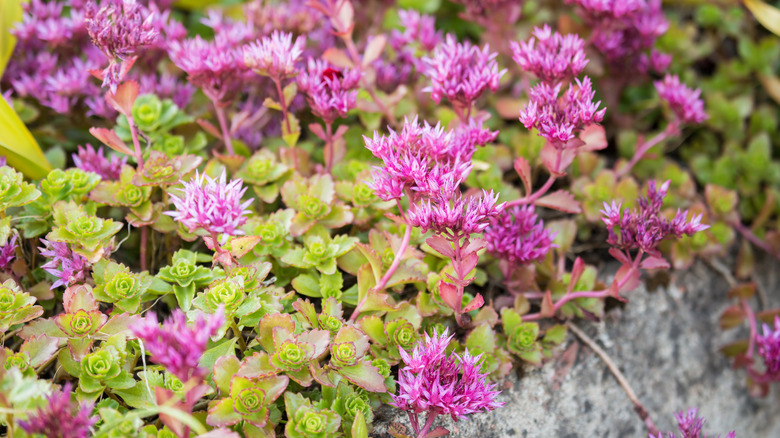 two-row stonecrop with pink flowers