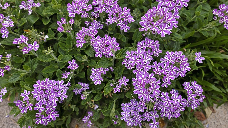 verbena with purple blooms