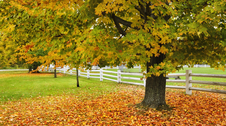 Sugar maple tree in the fall