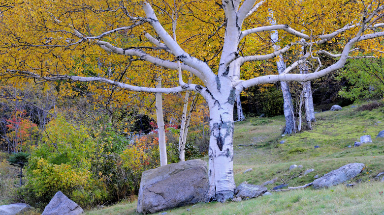 Paper birch trees