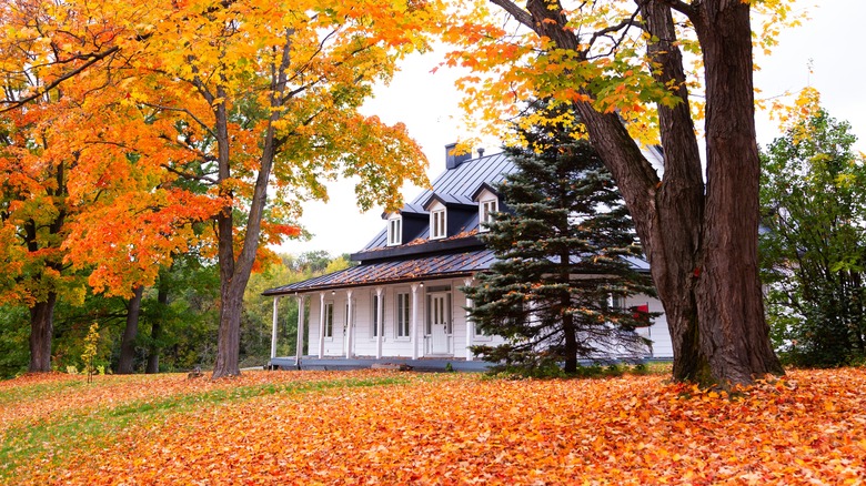 fall foliage around a home