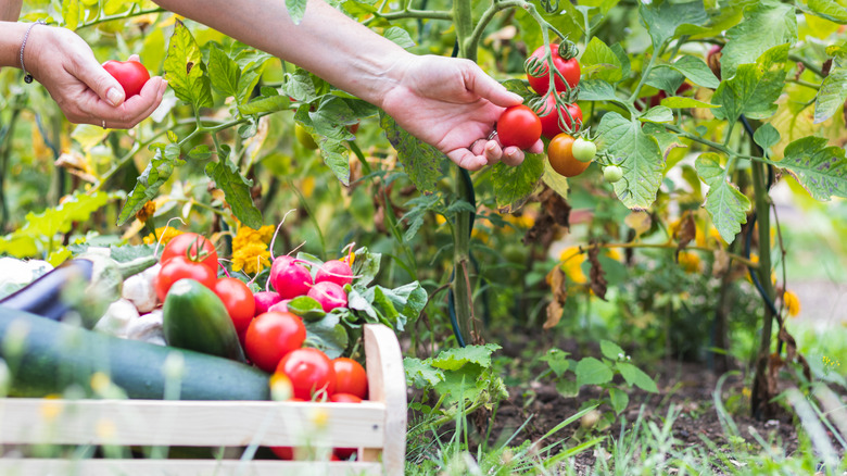 gardener harvesting tomatoes