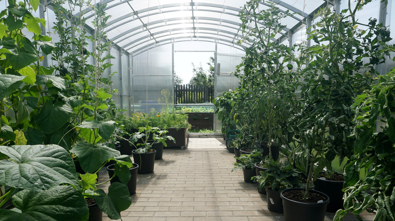 The interior of a greenhouse with a paver floor and plants growing in pits