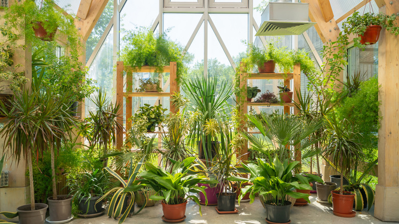 Many houseplants inside a large greenhouse with a concrete floor