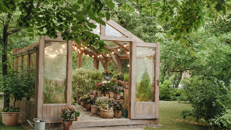 A wood greenhouse with open doors and lots of plants in pots inside