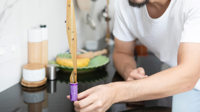 Person checking on fly trap in a kitchen