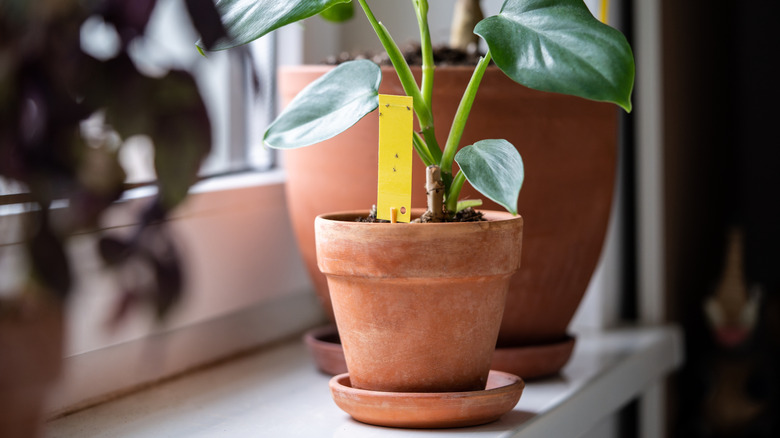 A fruit fly trap in a plant