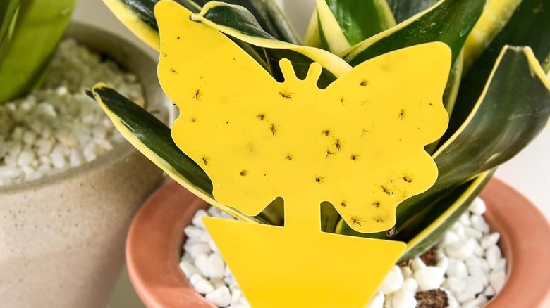 A Garsum fruit fly trap in a potted plant