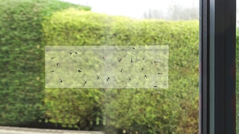 A Catchmaster window fly traps on a window