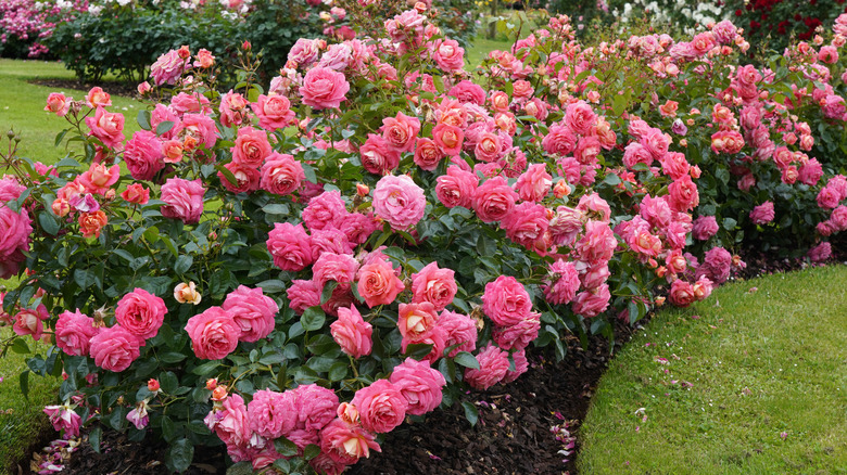 pink rose bush in bloom