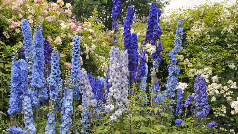 garden of delphiniums