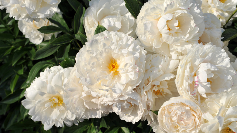 close-up of white peonies