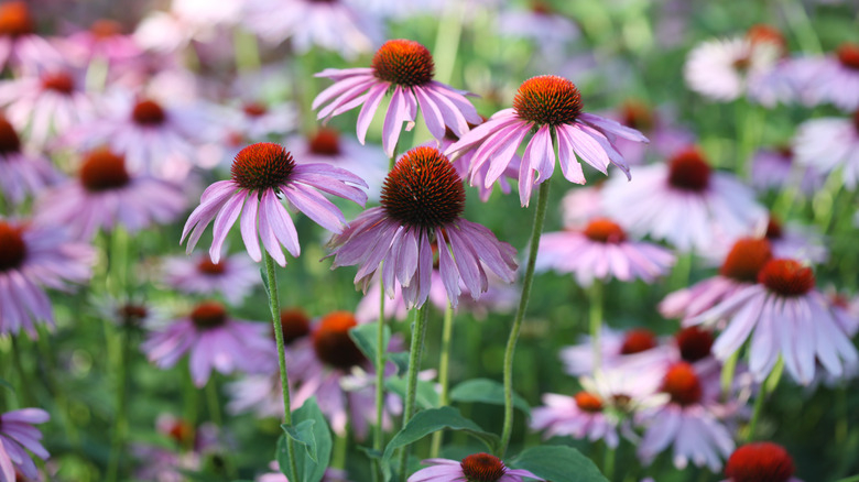 close-up of coneflower blooms