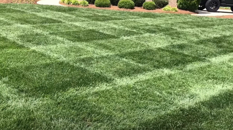 checkerboard lawn pattern