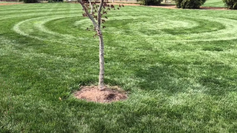 stripes and circles on lawn