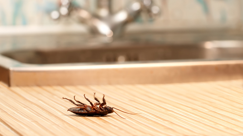 Dead cockroach on counter