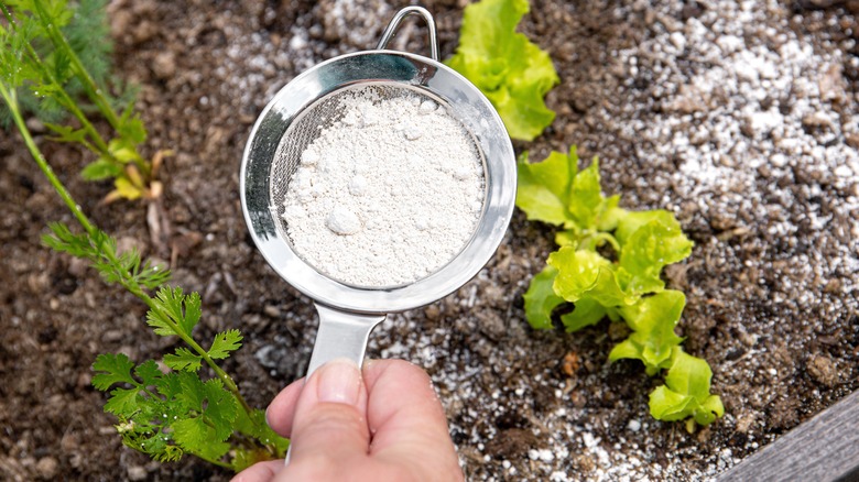 Sprinkling diatomaceous earth in garden