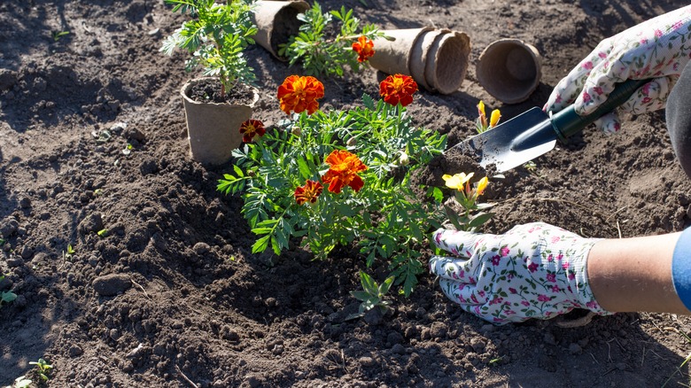 Planting marigolds in garden