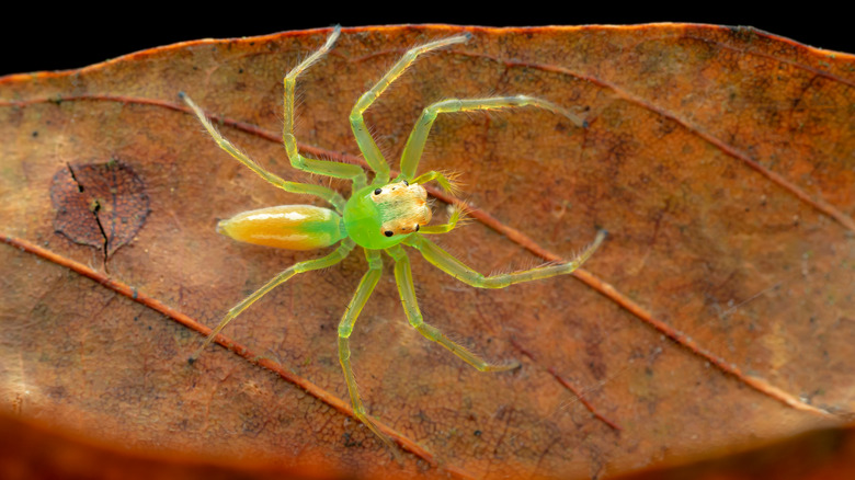 Magnolia green jumper spider on leaf