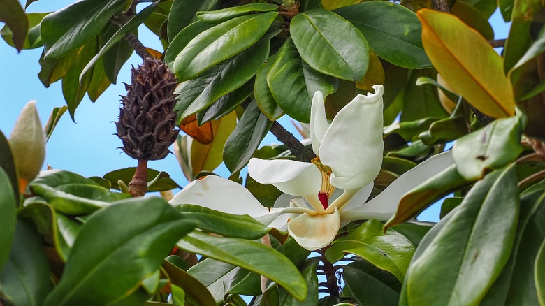 Closeup of Southern Magnolia