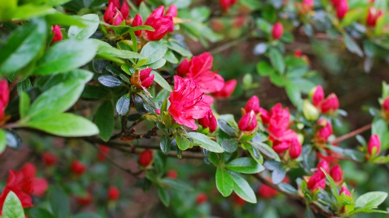 Dark pink azalea flowers in bloom