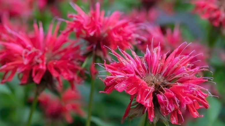 Hot pink bee balm flowers