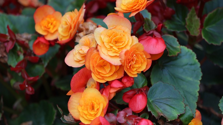 A multicolored bunch of begonia flowers