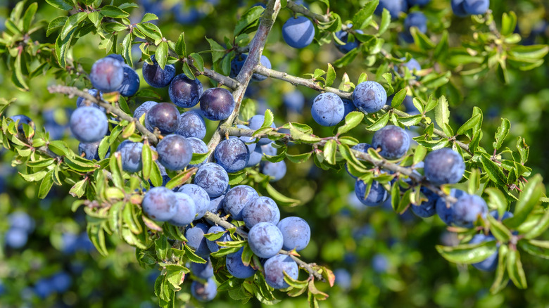 Blueberries growing on branches