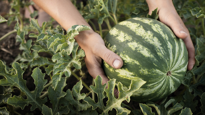 Hands picking a watermelon from the vine