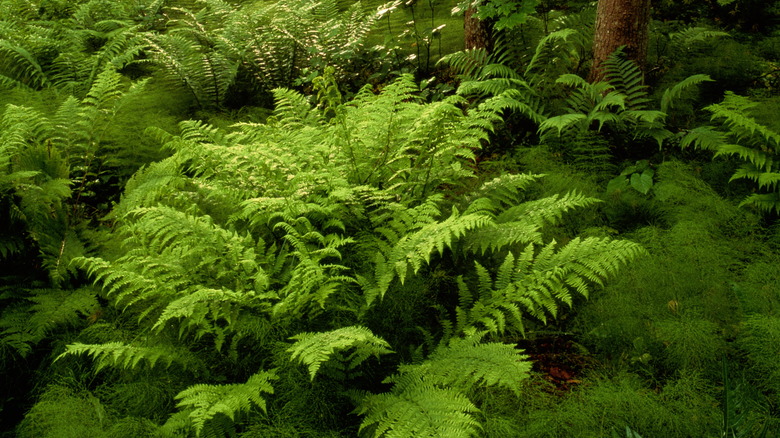 A field of ferns growing in the wild