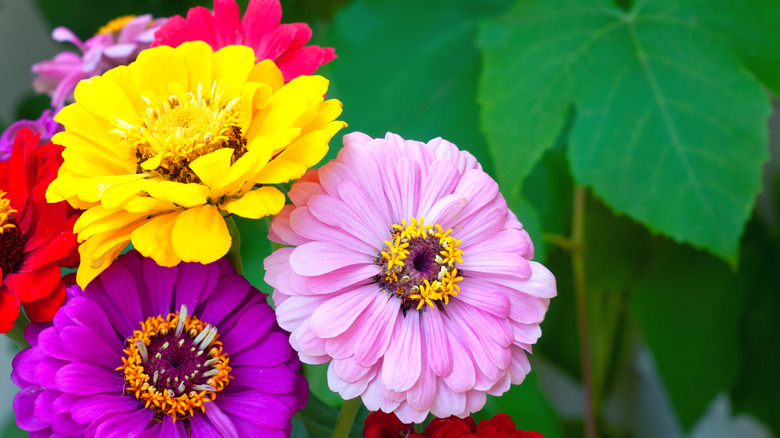 A group of multi colored zinnia flowers