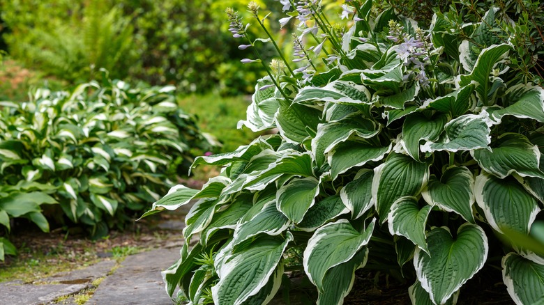 hostas growing against a walkway