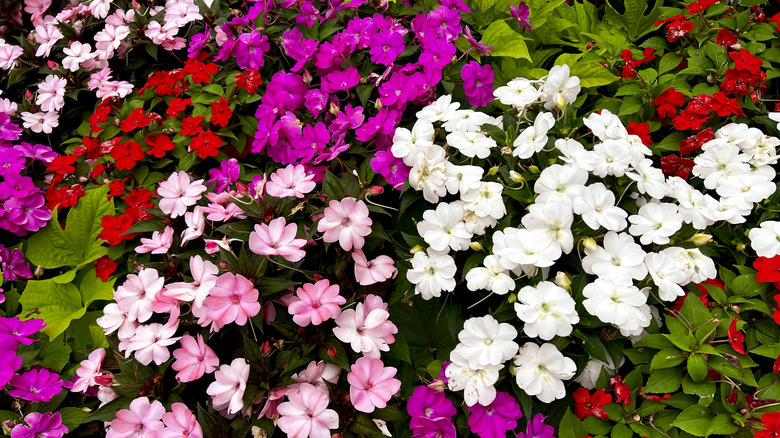 Multicolored impatiens blooming