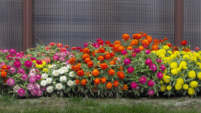 Different colored zinnia blooms