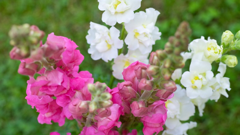 Pink and white snapdragon flowers