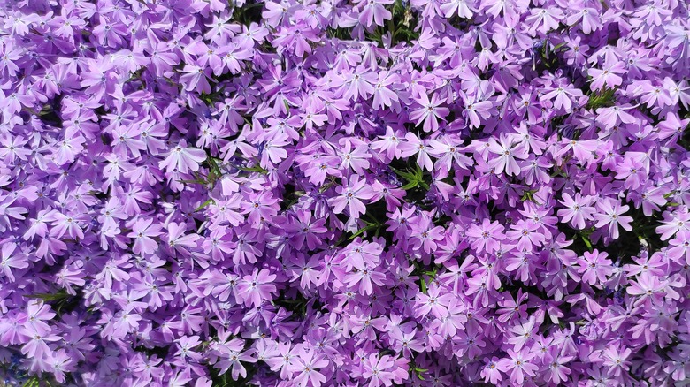 Purple creeping phlox flowers