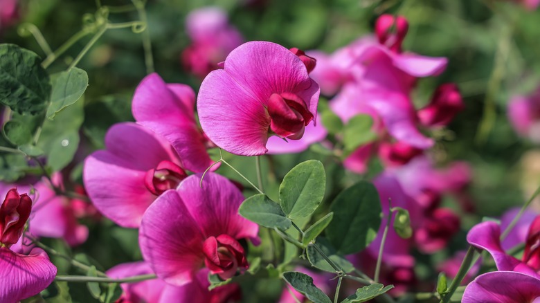 Pink sweet pea flower blooms