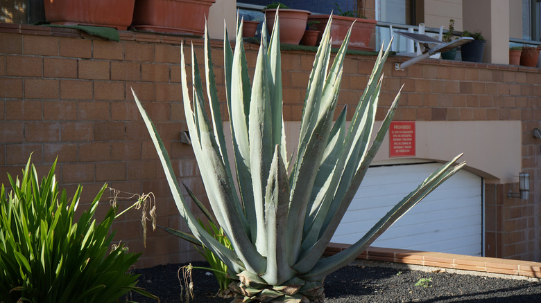 A large agave plant in garden