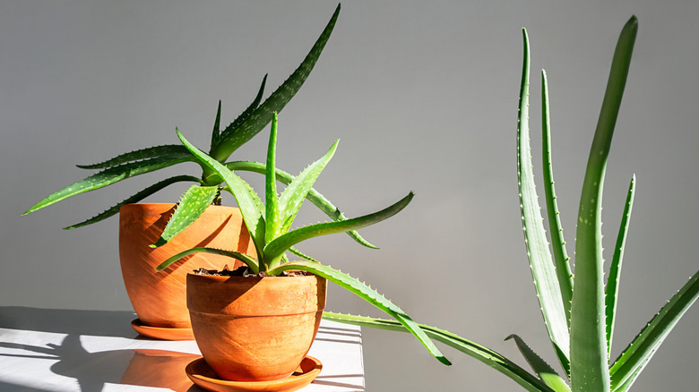 Aloe vera plants in terracotta pots