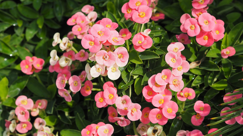 blooming Crown of Thorns plant