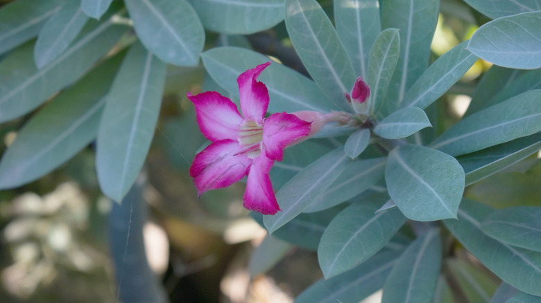 close-up of flowering desert rose plant