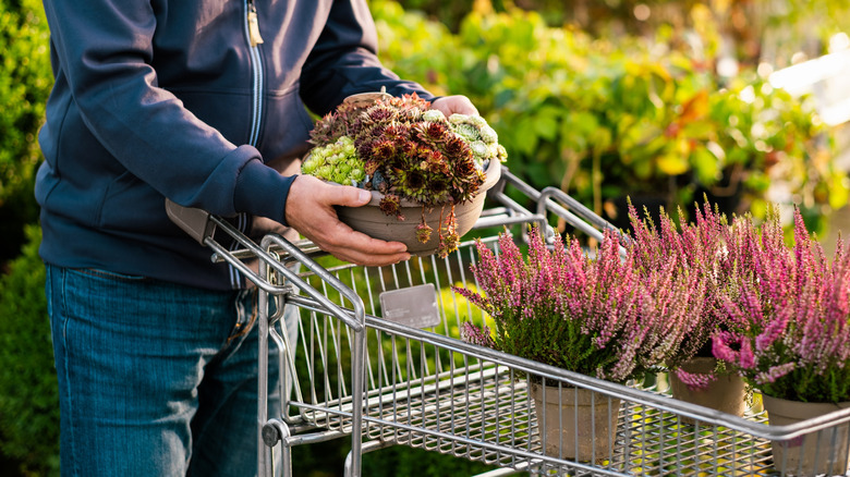 A person shopping for succulents