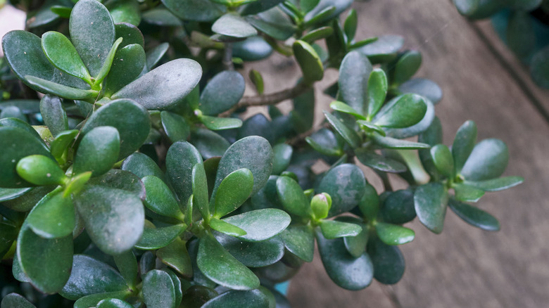 Jade plant branches and leaves