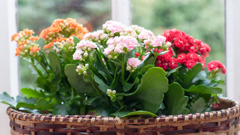 Blooming Kalanchoe in windowsill planter